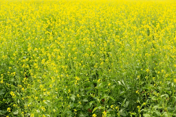 Hintergrund Der Senfpflanzen Mit Schönen Gelben Blumen Feld Indischen — Stockfoto
