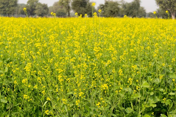 芥末植物的背景与美丽的黄色花领域在印第安 — 图库照片