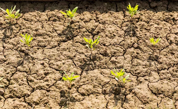 New life plant growing in arid soil and cracked ground in India