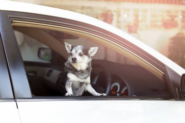 Sahibi için bekleyen araba pencereden dışarı bakarak Chihuahuadog