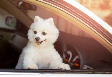 Pomeranian köpek sahibi için bekleyen araba pencereden dışarı bakarak beyaz