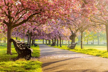 Benches on a path with green grass and cherry blossom or sakura flower. clipart