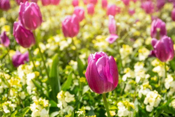 Bunga tulip merah muda yang dipilih di taman dengan sinar matahari . — Stok Foto
