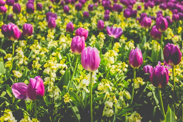 Bunga tulip merah muda yang dipilih di taman dengan sinar matahari . — Stok Foto