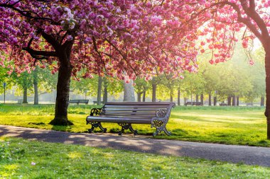 Yeşil çim ente ve kiraz çiçeği veya sakura çiçeği ile bir yolda Banklar.