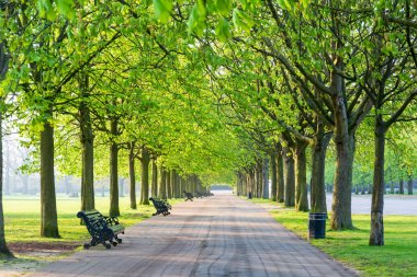Recreational path in green park lined up with trees and beanch. clipart