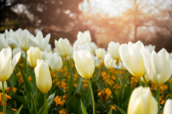 Indah bunga tulip putih mekar di taman dengan sinar matahari . — Stok Foto