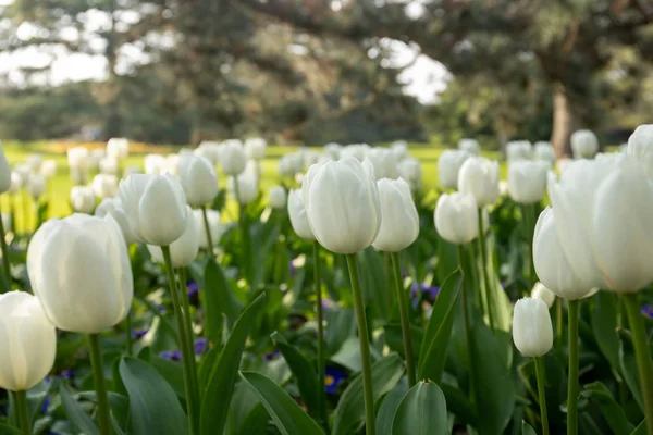 Indah bunga tulip putih mekar di taman . — Stok Foto