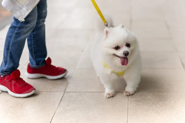 Niño paseando con perros pomeranianos fuera del edificio . —  Fotos de Stock