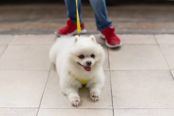 Hermoso pomerania blanco acostado en el suelo con los jóvenes sosteniendo una correa . —  Fotos de Stock