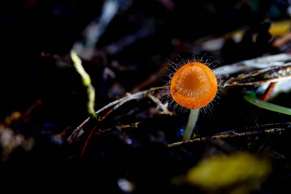 Close-up kleine harige Cup paddestoel in tropisch regenwoud in donkere achtergrond. — Stockfoto