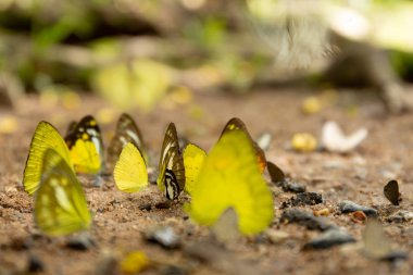Milli parkta yere dalan kelebekler grubu.