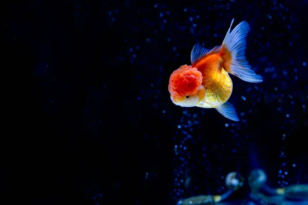 Hermosa Oranda Goldfish nadando en el tanque con burbujas de oxígeno en el fondo . —  Fotos de Stock