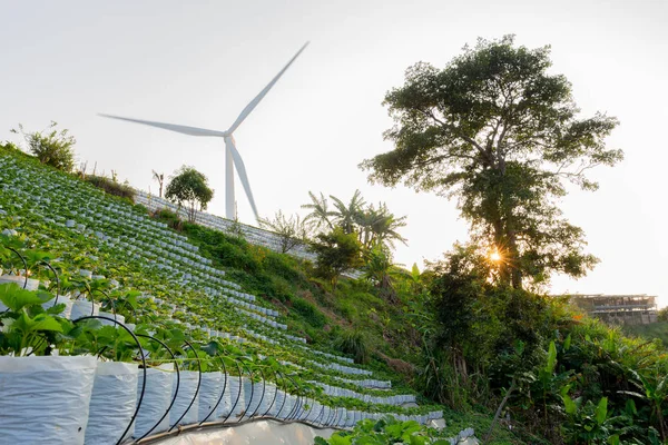 Eco γεωργία φράουλα αγρόκτημα βεράντα με ανεμόμυλο ενέργειας στην πλαγιά του βουνού στην Ταϊλάνδη. — Φωτογραφία Αρχείου