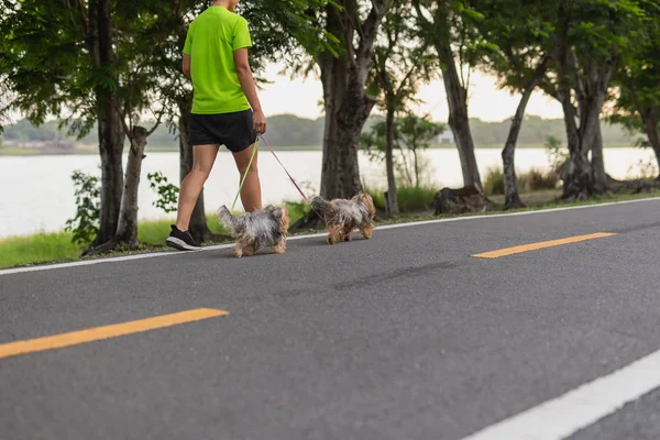 Ejercicio de mujer caminando con sus perros pequeños en la carretera en el parque . — Foto de Stock