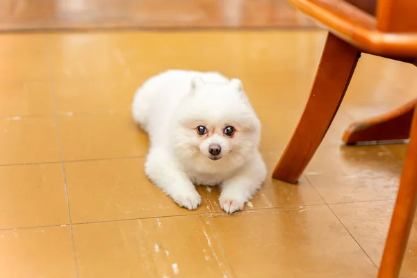 Blanco Pomeranian Perro Acostado Suelo Mirando Cámara —  Fotos de Stock