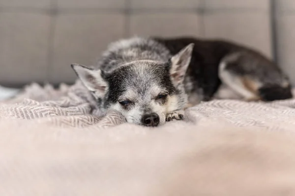 Negro Chihuahua Perro Durmiendo Sofá Casa — Foto de Stock
