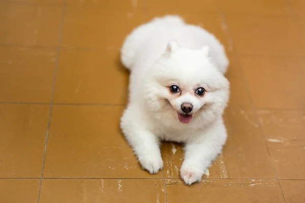 Blanco Pomeranian Perro Acostado Suelo Mirando Cámara —  Fotos de Stock