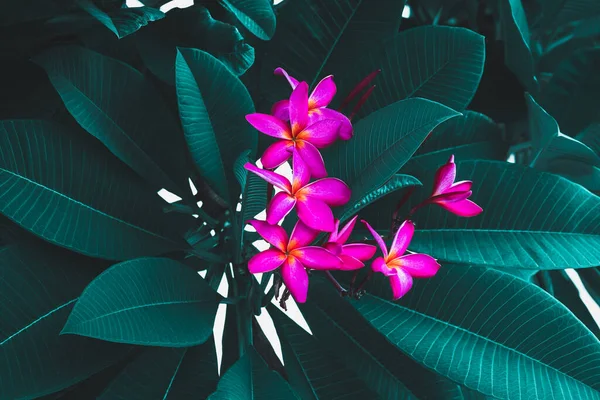 Bunga Frangipani Atau Plumeria Pada Latar Belakang Daun Hijau — Stok Foto