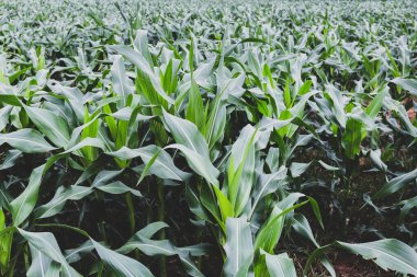 Yaz günü tarlada büyüyen genç mısırlar.