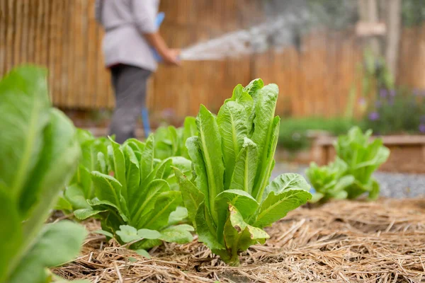 Cos Romaine Sallad Ekologisk Gård Med Kvinnlig Jordbrukare Vattning Bakgrunden — Stockfoto