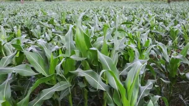 Zöld Kukoricalevelek Ringatóznak Szélben Kukoricaföldön — Stock videók