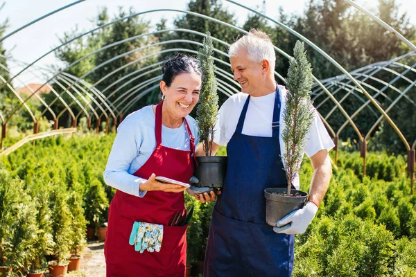 Gardening. Happy senior couple with coniferous trees in greenhouse. Small business