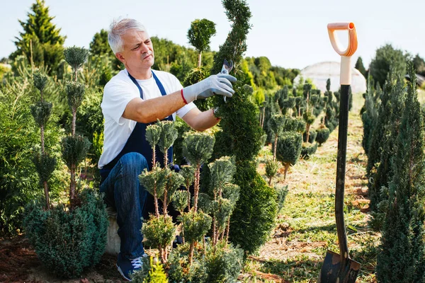 Jardinero Recortando Árbol Coníferas Vivero Plantas Aire Libre Imágenes de stock libres de derechos