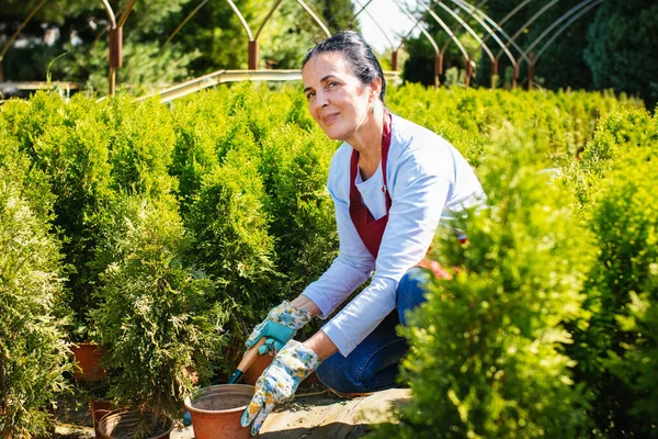 Gardening Beautiful Senior Woman Working Plant Nursery Garden Stock Image