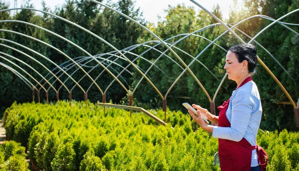 Mujer Jardinero Comprobar Progreso Planta Mediante Uso Tableta Invernadero Aire Imagen de stock