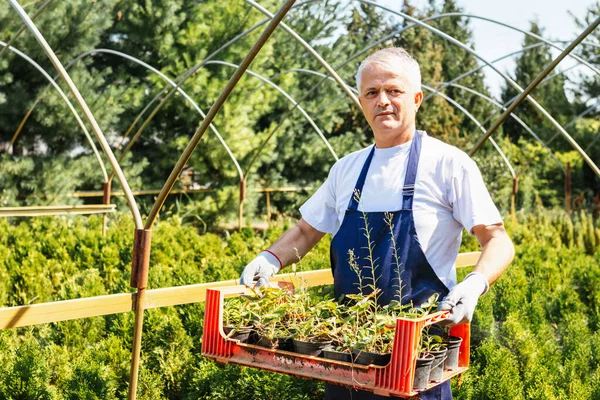 Gardening Senior Worker Nursery Garden Holding Crate Fresh Organic Plants Stock Photo