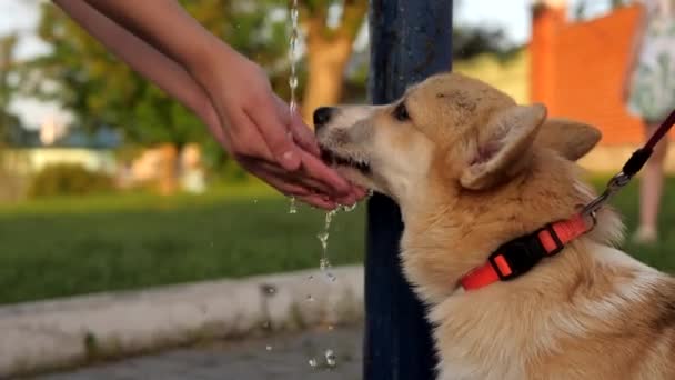 Carino pembroke Welsh Corgi beve acqua dalla pompa dalle mani dei bambini. — Video Stock