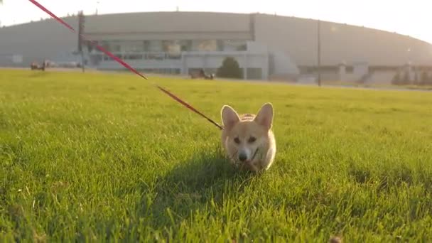 Kleiner fröhlicher walisischer Corgi Pembroke läuft durch frisches grünes Gras — Stockvideo