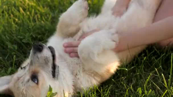 Ragazza adolescente gioca con un piccolo cucciolo gallese corgi pembroke — Video Stock