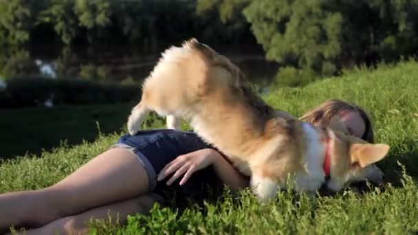 Adolescente chica es acostado en verde hierba y jugando con Pembroke galés Corgi perro — Vídeo de stock