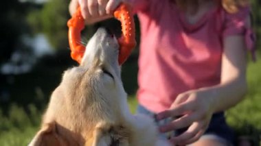 Galli Corgi Pembroke köpeğinin yakın plan görüntüsü turuncu kauçuk halkayla oynuyor. Kız yazın evcil hayvanıyla dışarıda oynuyor..