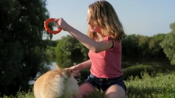 Caucásico Adolescente Está Jugando Con Galés Corgi Pembroke Perro Tirando — Vídeo de stock