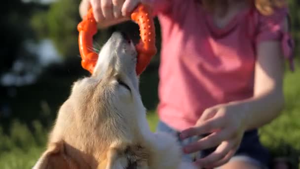 Galli Corgi Pembroke Köpeğinin Yakın Plan Görüntüsü Turuncu Kauçuk Halkayla — Stok video
