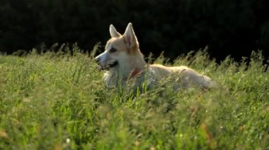 Şirin Welsh corgi pembroke yazın yeşil çimlerde oturarak dışarıda vakit geçiriyor. Safkan Corgi, sarı renk..