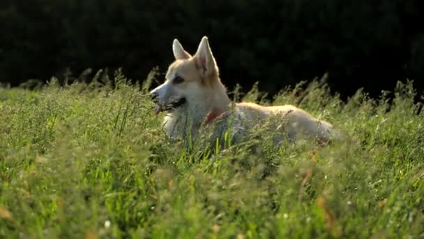 Carino Gallese Corgi Pembroke Sta Trascorrendo Del Tempo All Aperto — Video Stock