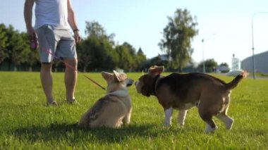 Galli Corgi Pembroke köpeği açık havada Beagle köpeğiyle karşılaşır. Köpekler birbirlerini koklarlar, sonra da kodamanlar. Arkaplanda sahibi. 
