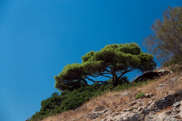 Groene bomen groeien op rotsen tussen de stenen. Heldere blauwe lucht op de achtergrond. Stockfoto