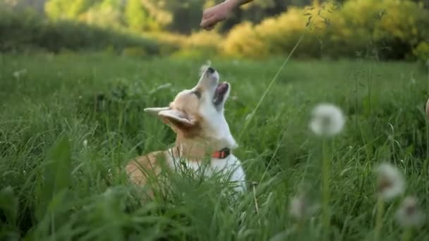 Welsh corgi pemproke hond leert trucs, ontvangt honden traktatie. Buiten in de zomer — Stockvideo