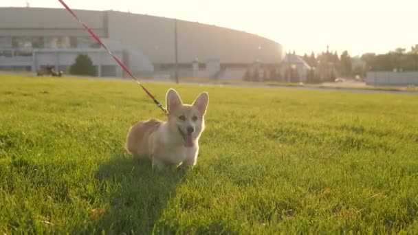 Cute welsh corgi pembroke walking on a green lawn — Stock Video