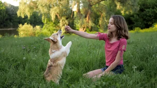 Adolescente chica está entrenando a su perro corgi pembrke galés, trucos de enseñanza. Al aire libre — Vídeo de stock