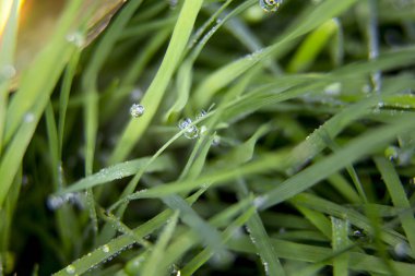 Makro yakın çekim su çiğ damla bıçaklar Buğday çim üzerinde. Bu çim bir antioksidan diyet olarak kullanılır. Doğa ve sağlık görüntü tasvir.