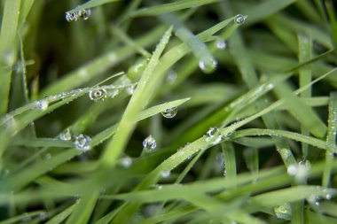 Makro yakın çekim su çiğ damla bıçaklar Buğday çim üzerinde. Bu çim bir antioksidan diyet olarak kullanılır. Doğa ve sağlık görüntü tasvir.