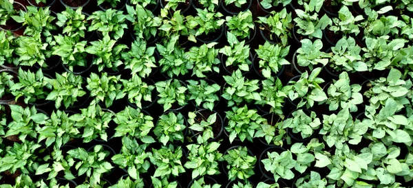 Kis Zöld Növények Szépen Halmozódtak Fel Egy Óvodában Indiai Újdelhiben — Stock Fotó