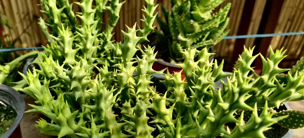 Stapelia Vert Plante Succulente Avec Des Épines Intérieur Pépinière Plantes — Photo