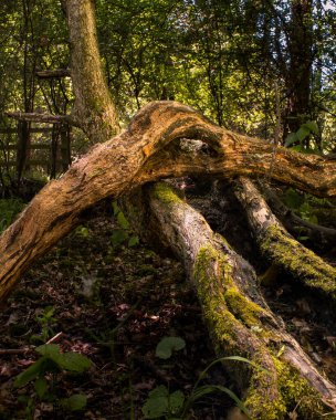 Ormanda ağaçların oluşumu